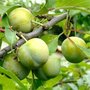 Prunus 'Reine-Claude Crottée', HALFSTAM