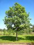 Fraxinus excelsior, 8/10 Blote wortel, Es