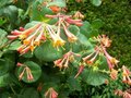 Lonicera x brownii 'Dropmore Scarlet', Kamperfoelie