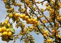 Malus hybr. 'Golden Hornet', Sierappel, STRUIK