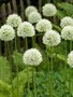 Allium 'Mont Blanc', Sierui