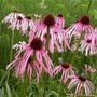 Echinacea pallida, zonnehoed