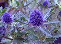 Eryngium planum 'Blue Hobbit', Kruisdistel