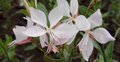 Gaura lindheimeri 'Short Form' P9, Prachtkaars