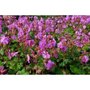 Geranium cantabrigiense 'Berggarten', Ooievaarsbek