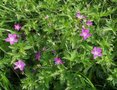 Geranium palustre, Moerasooievaarsbek