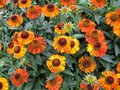 Helenium 'Short 'n' Sassy', ® Zonnekruid