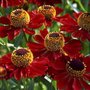 Helenium 'Rubinzwerg', Zonnekruid