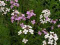 Hesperis matronalis, Damastbloem