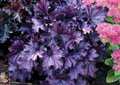 Heuchera 'Forever Purple', ® Purperklokje