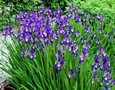 Iris sibirica (Blauw), Iris