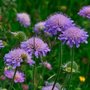 Knautia arvensis, Beemdkroon