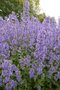 Nepeta grandiflora 'Summer Magic', ® Kattekruid