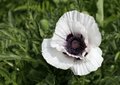 Papaver orientale 'Royal Wedding', Klaproos