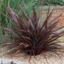 Phormium tenax 'Purpureum' P9, Nieuw zeelands vlas