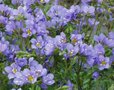 Polemonium reptans 'Blue Pearl', jacobsladder