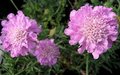 Scabiosa columbaria 'Pink Mist', Duifkruid