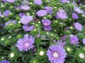 Stokesia laevis, Ezelsoren