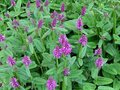 Stachys monieri 'Hummelo', Ezelsoren