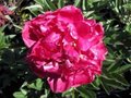 Paeonia 'Karl Rosenfield', Pioen P11 pot