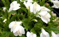 Mazus reptans 'Albus', Mazus