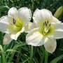 Hemerocallis 'Arctic Snow', Daglelie