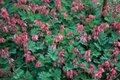 Dicentra formosa 'Luxuriant', Gebroken hartjes