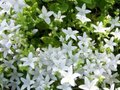 Campanula poscharskyana 'E.H. Frost', Klokjesbloem