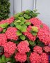 Hydrangea macro. 'Leuchtfeuer', 25-30 3L, Hortensia