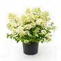 Hydrangea pan. 'Bombshell', 3L Pluimhortensia