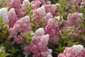 Hydrangea pan. 'Vanille-Fraise', 40-50 cm 3L Pluimhortensia ®