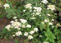 Hydrangea arbor. 'Grandiflora', 30-50 3L, Hortensia