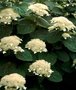 Hydrangea arbor. 'White Dome', 30-40 3L, Hortensia