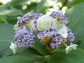 Hydrangea involucrata, 25-30cm 2L