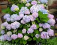 Hydrangea macro. 'Endless Summer', 25-30 3L, Hortensia ®