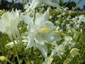 Aquilegia 'Snow Queen', Akelei