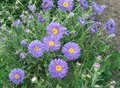 Aster alpinus 'Goliath', Aster