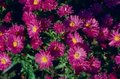 Aster dumosus 'Starlight', Aster