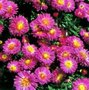 Aster novi-belgii 'Crimson Brocade', Aster