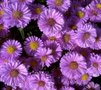 Aster novi-belgii 'Patricia Ballard', Aster