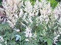 Astilbe arendsii 'Brautschleier', Pluimspirea