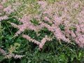 Astilbe Simplicifolia 'Sprite', Pluimspirea