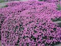 Aubrieta 'Cascade Purple', Randjesbloem