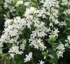 Campanula glomerata 'Alba', Klokjesbloem