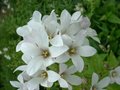 Campanula lactiflora 'Alba', Klokjesbloem