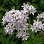 Campanula lactiflora 'Loddon Anna', Klokjesbloem