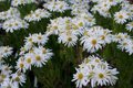 Aster ageratoides 'Ashvi'