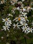 Aster divaricatus 'Tradescant', Aster