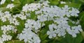 Brunnera macrophylla 'Betty Bowring', kaukasische vergeet-mij-niet