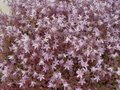 Campanula poscharskyana 'Lisduggen Variety', Klokjesbloem